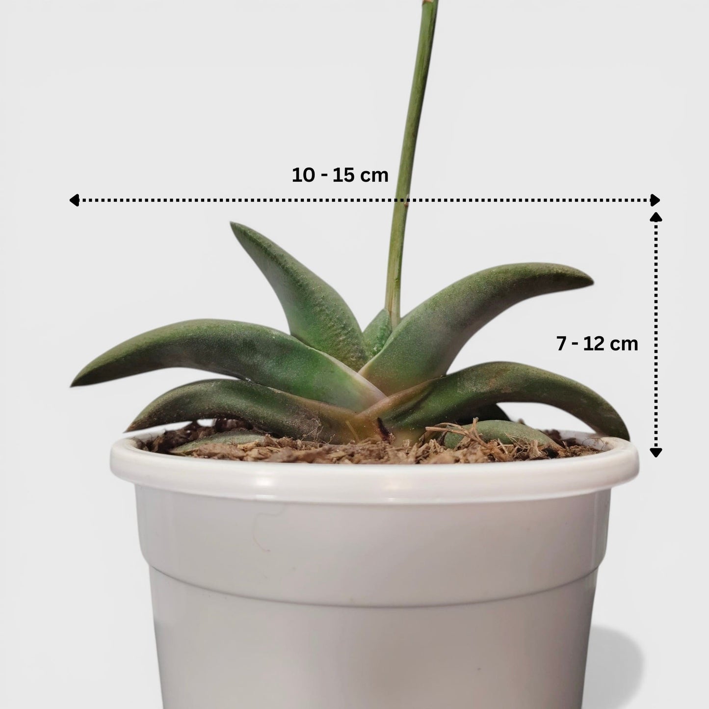 Gasteria Glomerata (Ox Tongue) – Rare Compact Succulent | Low Maintenance Indoor Plant | Bare Rooted