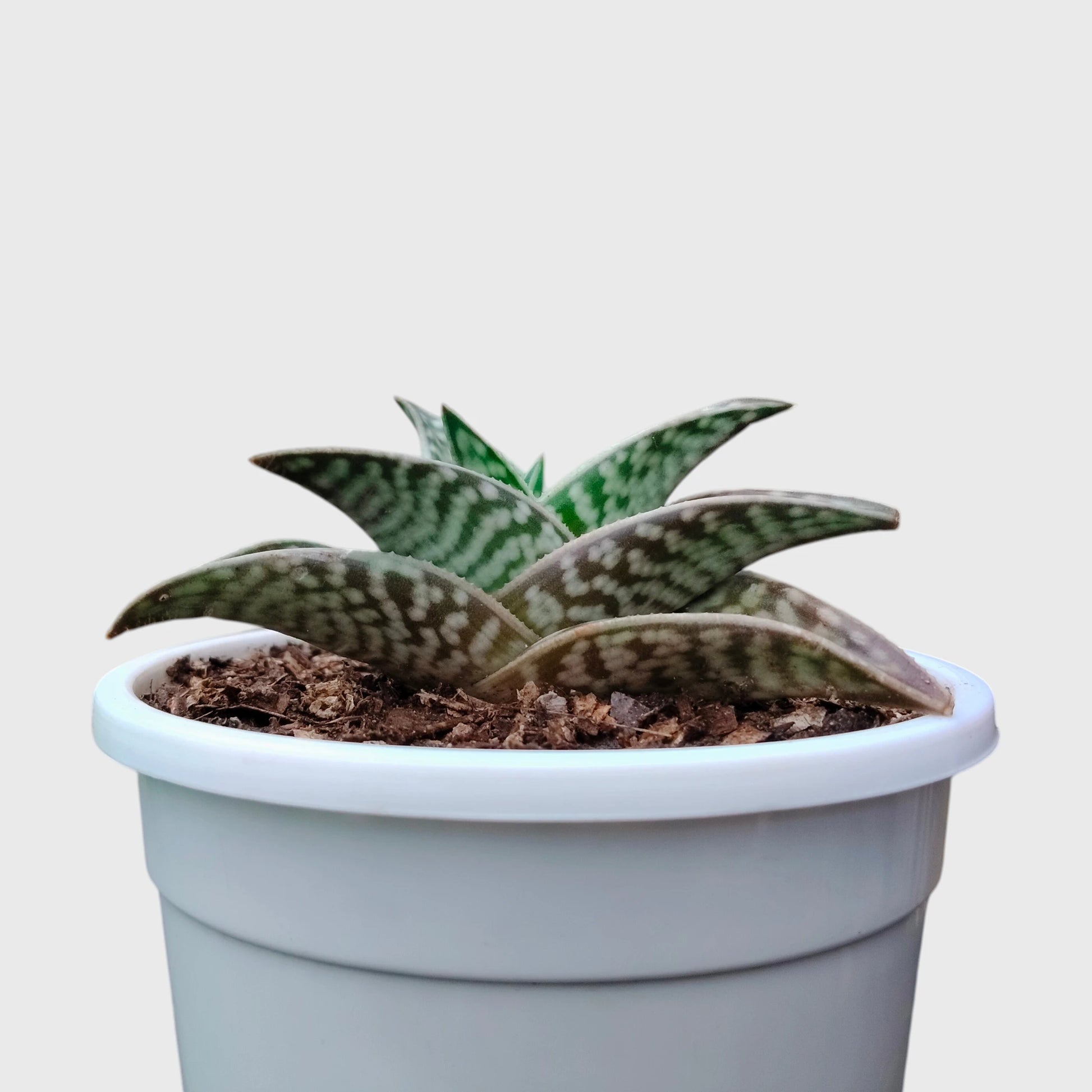 Aloe Tessellata – Geometric Patterned Succulent Indoor Plant