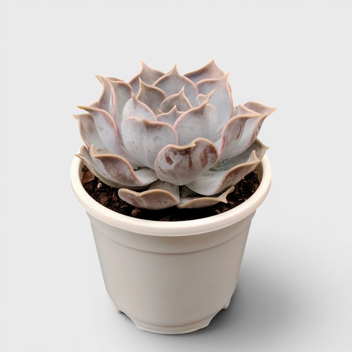 Echeveria Lilacina – Ghost Echeveria Succulent | Premium Silver Rosette Plant