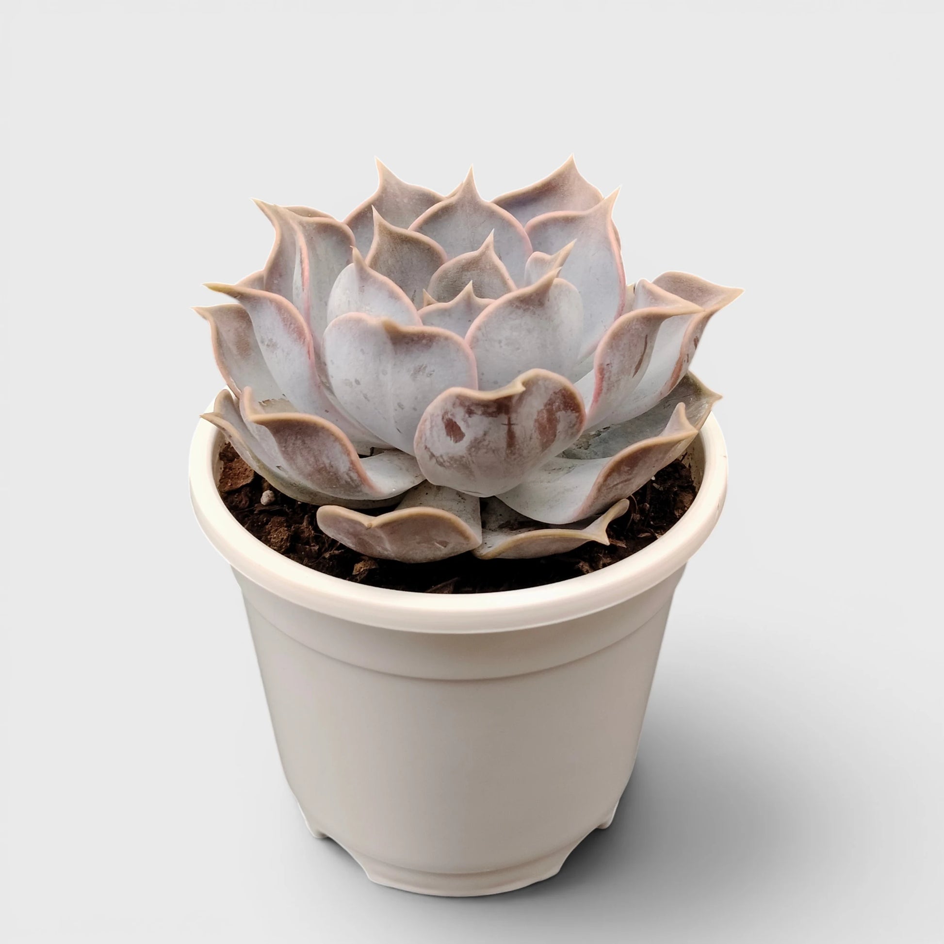 Echeveria Lilacina – Ghost Echeveria Succulent | Premium Silver Rosette Plant