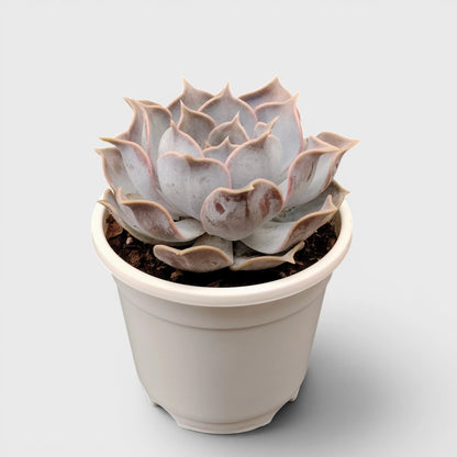 Echeveria Lilacina – Ghost Echeveria Succulent | Premium Silver Rosette Plant