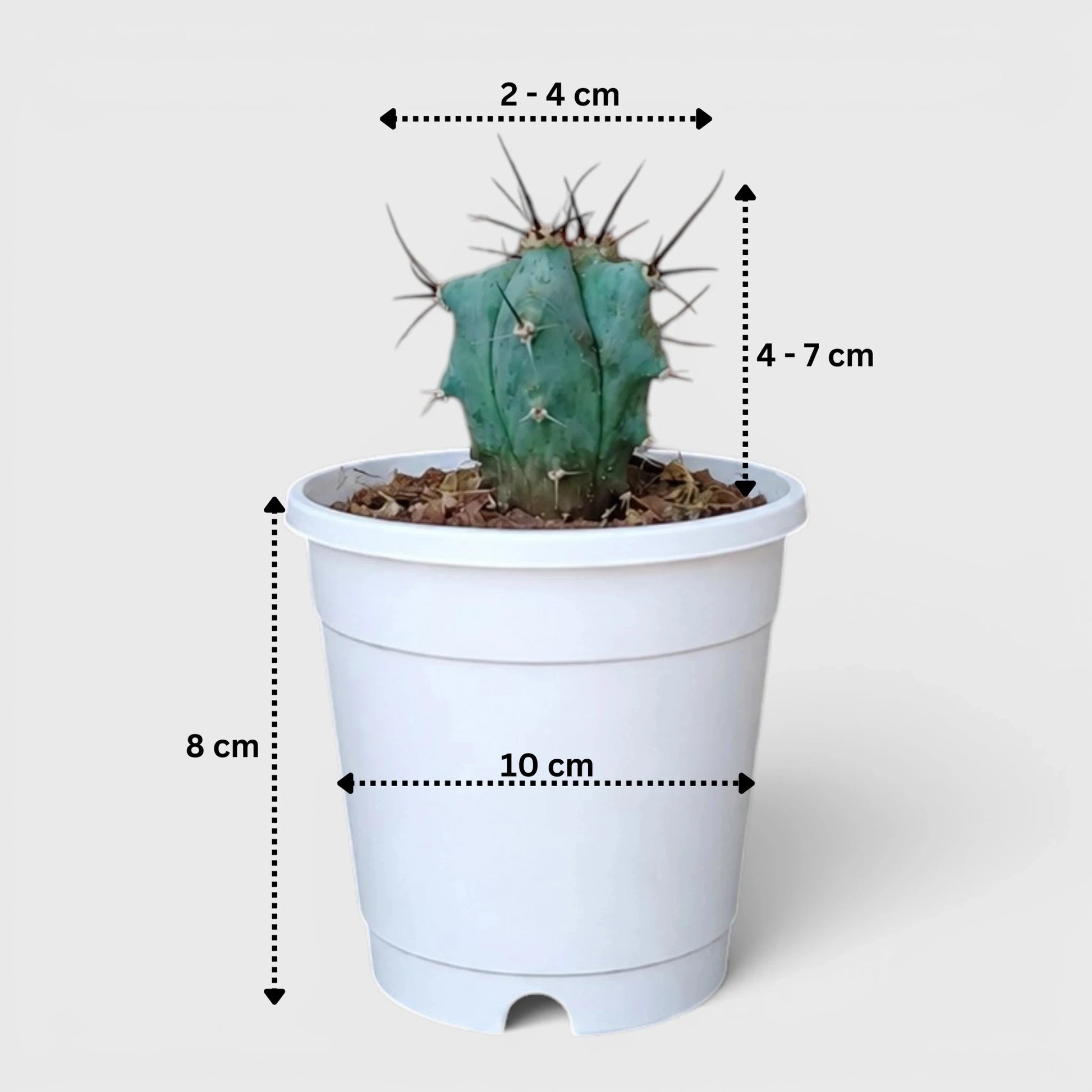 Echinocactus Platyacanthus | Rare Barrel Cactus