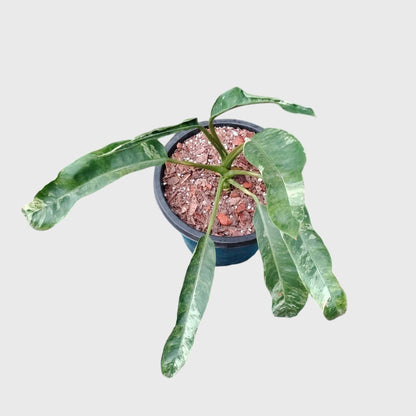 Epipremnum Giganteum Variegated | Rare Giant Variegated Aroid Plant (30–38 CM) | With Pot