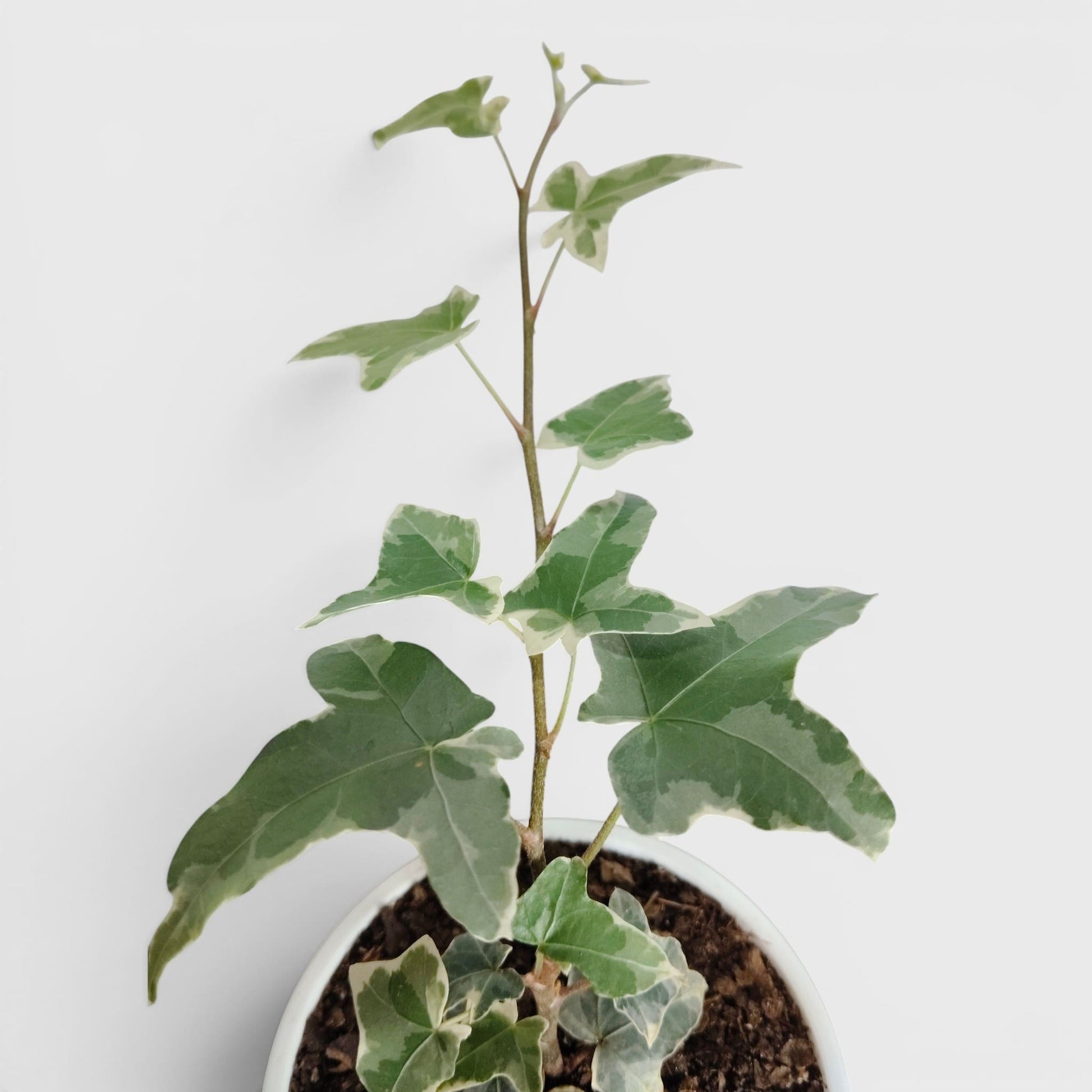 Glacier Hedera Helix New Hybrid – Variegated Trailing Hanging Ivy Plant | Bare Rooted