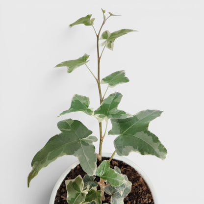 Glacier Hedera Helix New Hybrid – Variegated Trailing Hanging Ivy Plant | Bare Rooted