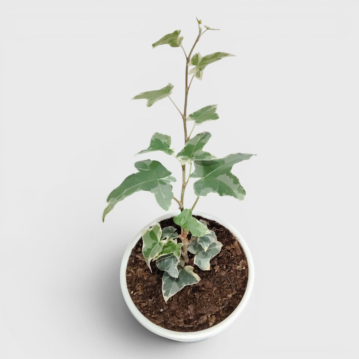 Glacier Hedera Helix New Hybrid – Variegated Trailing Hanging Ivy Plant | Bare Rooted