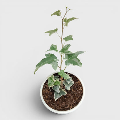 Glacier Hedera Helix New Hybrid – Variegated Trailing Hanging Ivy Plant | Bare Rooted