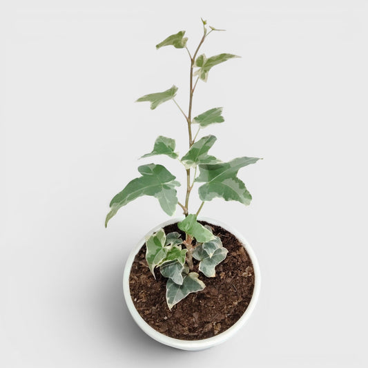 Glacier Hedera Helix New Hybrid – Variegated Trailing Hanging Ivy Plant | Bare Rooted