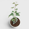 Glacier Hedera Helix New Hybrid – Variegated Trailing Hanging Ivy Plant | Bare Rooted