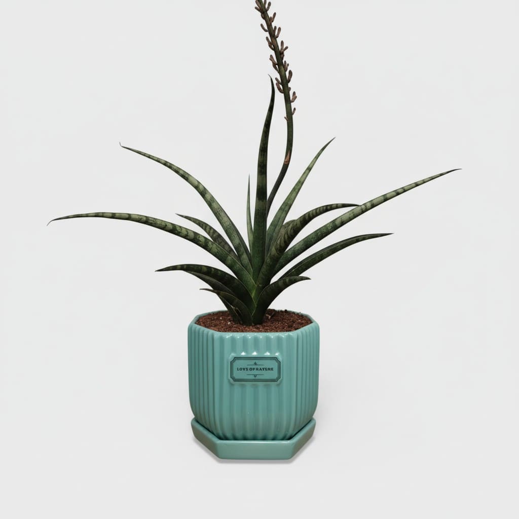 Glossy Ribbed Ceramic Planter Pot with Saucer – Teal Green 4 x 4 Inch