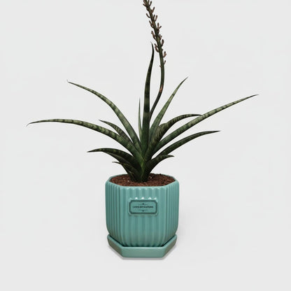 Glossy Ribbed Ceramic Planter Pot with Saucer – Teal Green 4 x 4 Inch