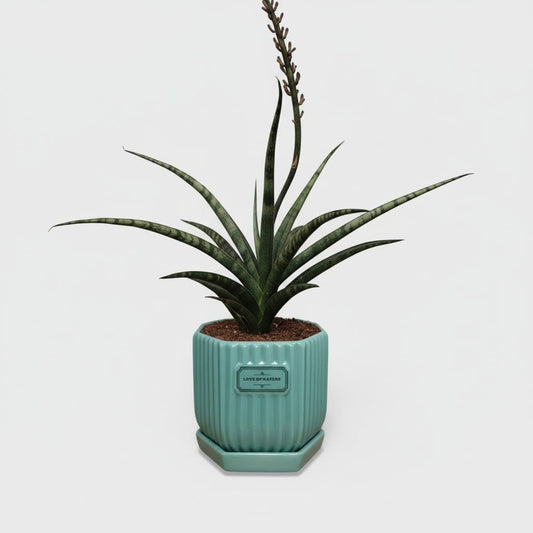 Glossy Ribbed Ceramic Planter Pot with Saucer – Teal Green 4 x 4 Inch