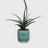 Glossy Ribbed Ceramic Planter Pot with Saucer – Teal Green 4 x 4 Inch