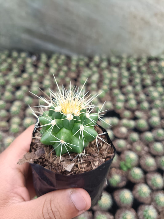 Golden Barrel Cactus - Echinocactus Grusonii - My Store