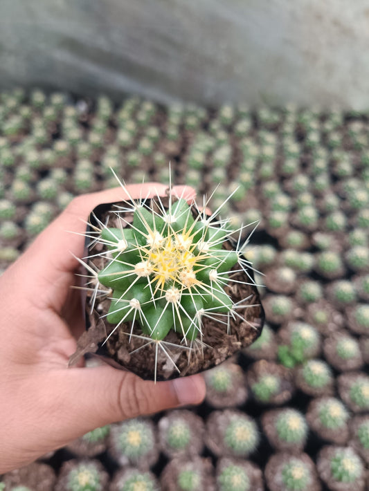 Golden Barrel Cactus - Echinocactus Grusonii - My Store