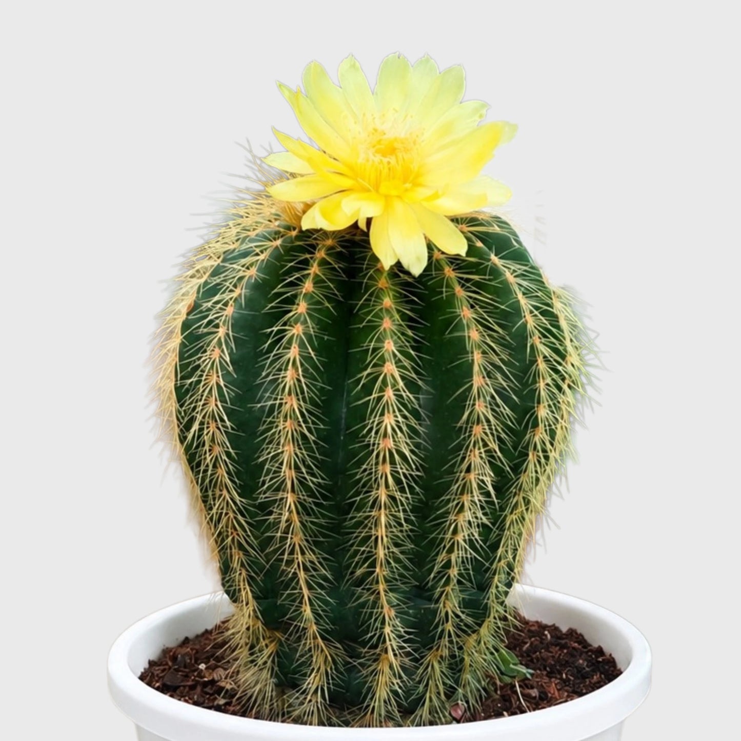 Large Parodia Leninghausii | Mature Flowering Golden Cactus Specimen
