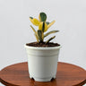 Golden Crassula Ovata Variegated Hummel's Sunset (Good Luck Vastu Plant) Jade Plant