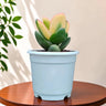 Rare Golden Crassula Ovata Maruba Variegated Tricolor | Well Rooted Mature Lucky Jade Plant