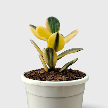 Golden Crassula Ovata Variegated Hummel's Sunset (Good Luck Vastu Plant) Jade Plant