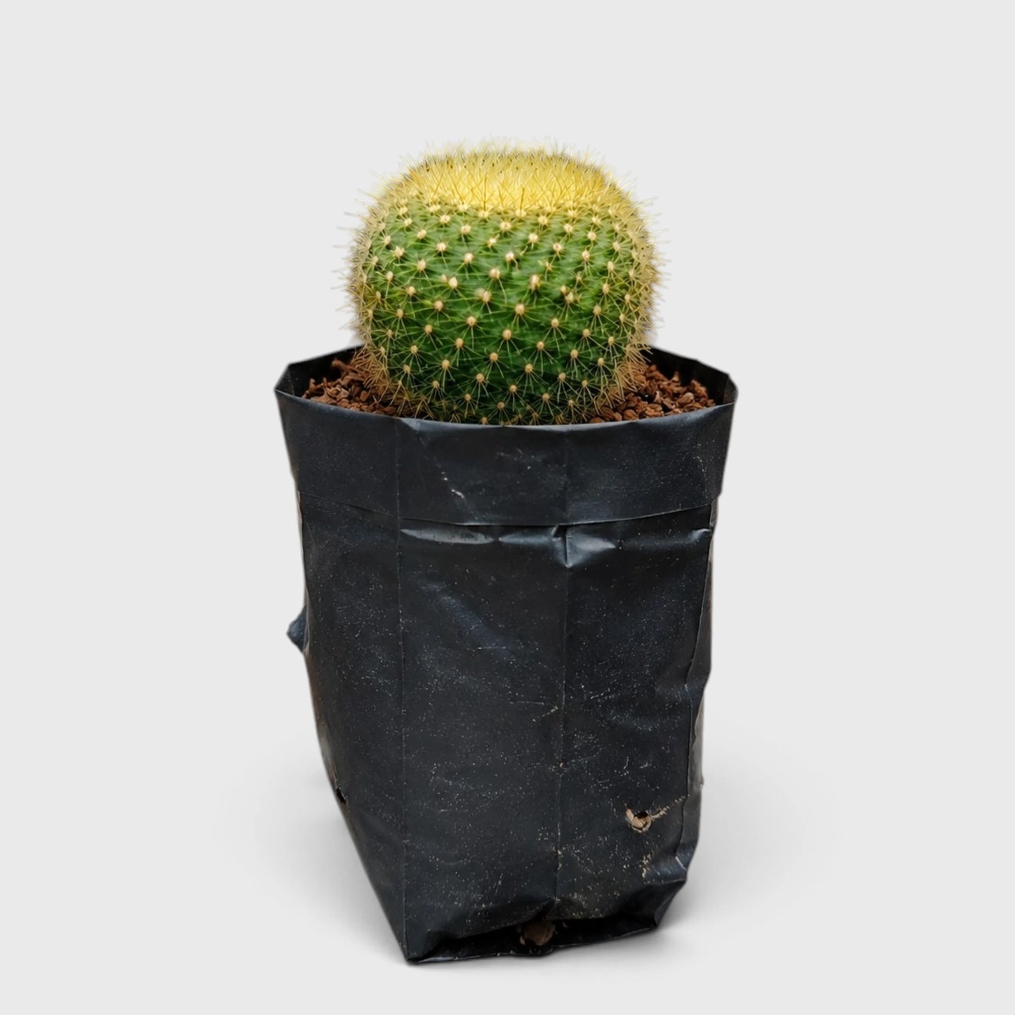 Golden Donut Cactus Hybrid (Parodia graessneri) | Rare Flowering Live Cactus