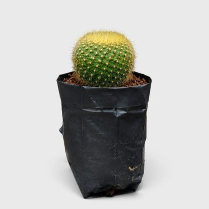 Golden Donut Cactus Hybrid (Parodia graessneri) | Rare Flowering Live Cactus