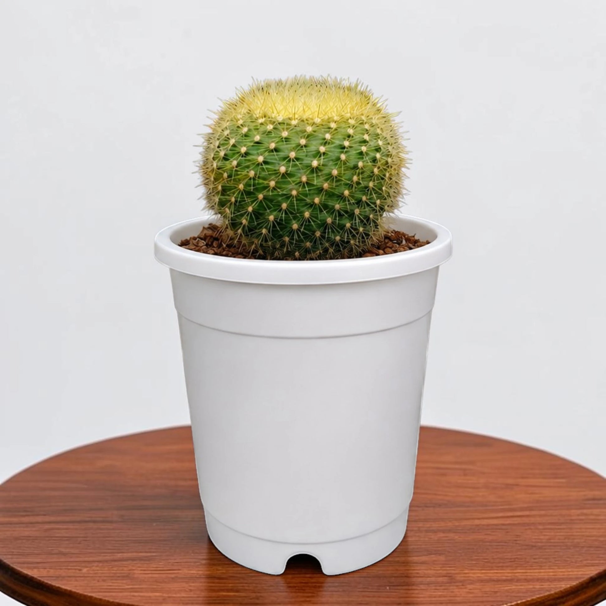 Golden Donut Cactus Hybrid (Parodia graessneri) | Rare Flowering Live Cactus
