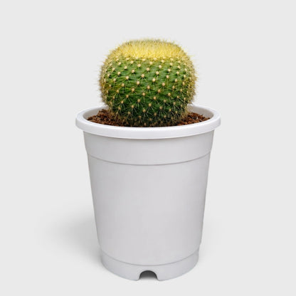 Golden Donut Cactus Hybrid (Parodia graessneri) | Rare Flowering Live Cactus