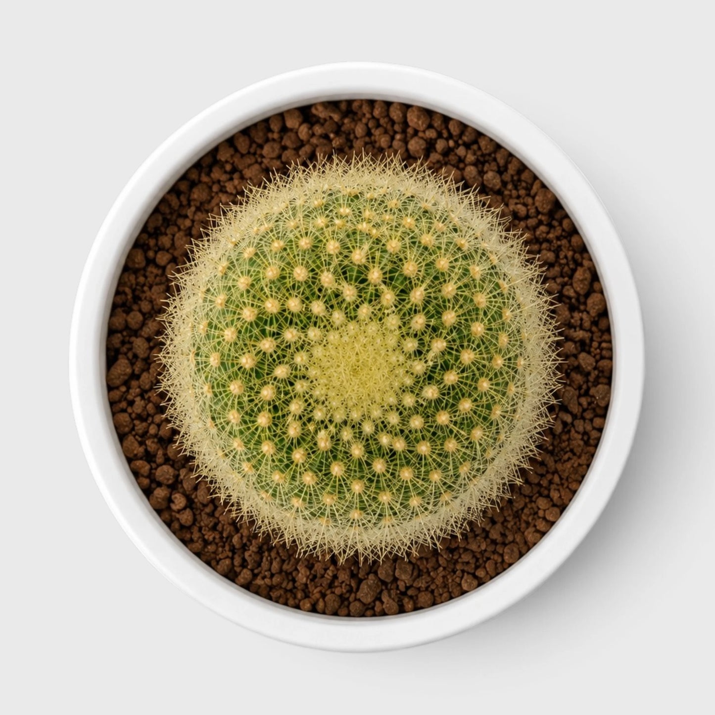 Golden Donut Cactus Hybrid (Parodia graessneri) | Rare Flowering Live Cactus