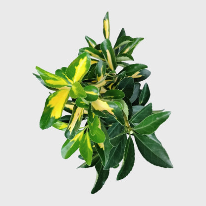 Golden Euonymus Ovatus Aureus Japanese Spindle – Golden Variegated Ornamental Shrub | Evergreen Hedge & Landscape Plant | With Pot