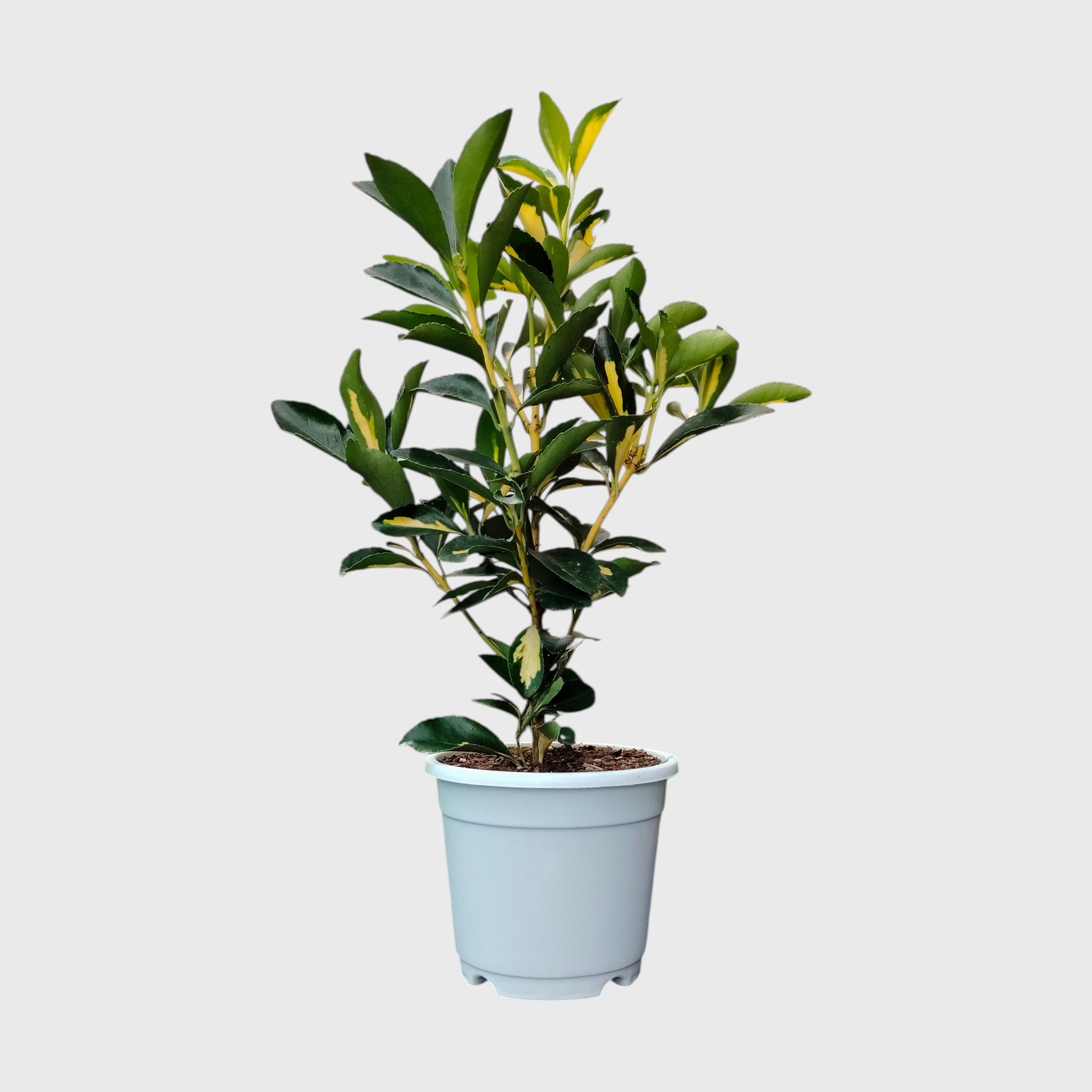 Golden Euonymus Ovatus Aureus Japanese Spindle – Golden Variegated Ornamental Shrub | Evergreen Hedge & Landscape Plant | With Pot