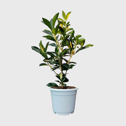 Golden Euonymus Ovatus Aureus Japanese Spindle – Golden Variegated Ornamental Shrub | Evergreen Hedge & Landscape Plant | With Pot