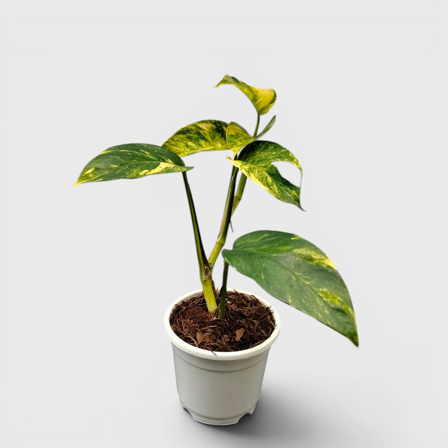 Rare Epipremnum Pinnatum Golden Flame (Cintho Goldfinger) | Medium Size Well Rooted Mature Indoor Plant