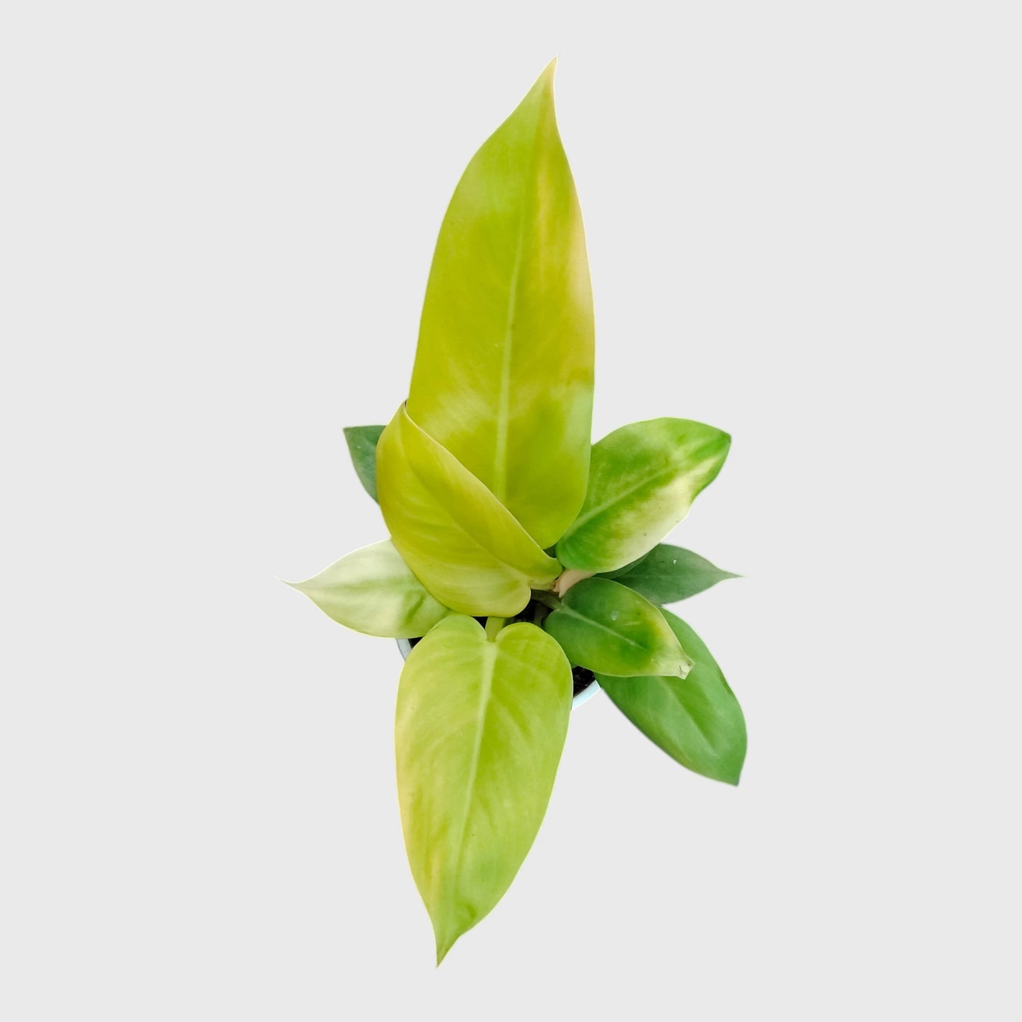 Premium Philodendron Golden Melinonii plant