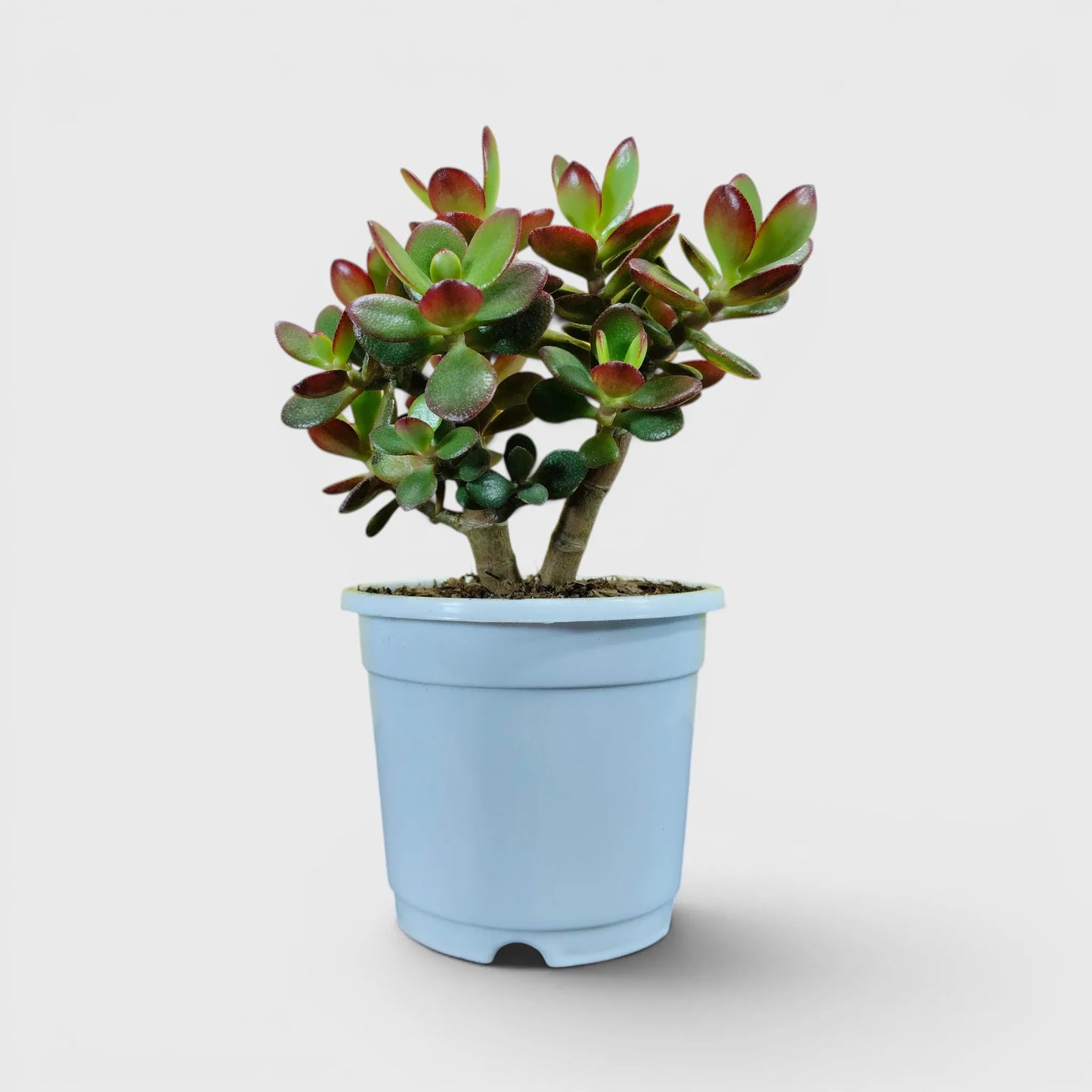 Green Golden Crassula Ovata – Big Size Bushy 5 to 6 Branched Money Jade Plant for Home & Office | Bare Rooted