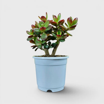 Green Golden Crassula Ovata – Big Size Bushy 5 to 6 Branched Money Jade Plant for Home & Office | Bare Rooted