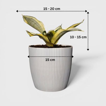 Golden edge snake plant close up