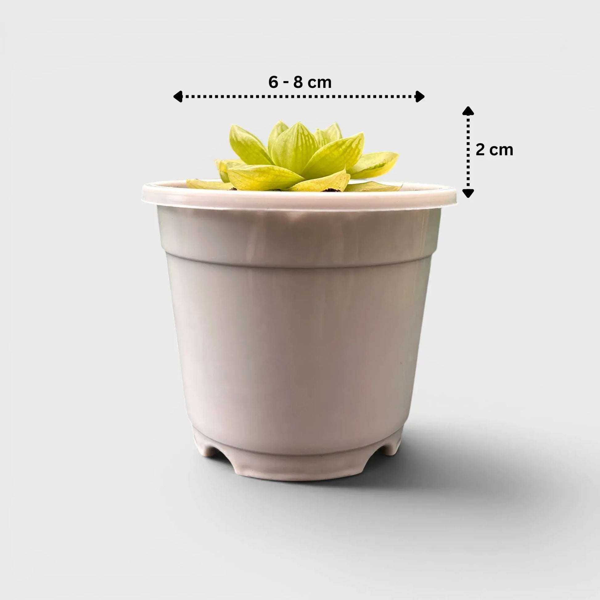 Golden Yellow Haworthia Cymbiformis Rare Variegated Succulent Plant | Perfect for Indoor Collections | Bare Rooted