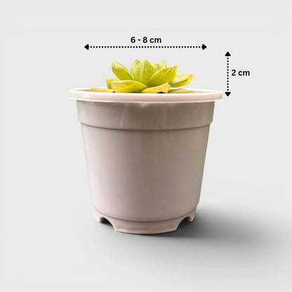 Golden Yellow Haworthia Cymbiformis Rare Variegated Succulent Plant | Perfect for Indoor Collections | Bare Rooted
