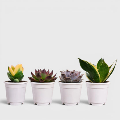 Colourful Indoor & Outdoor Plants Collection of 4 | Variegated Succulents & Air Purifying Plant