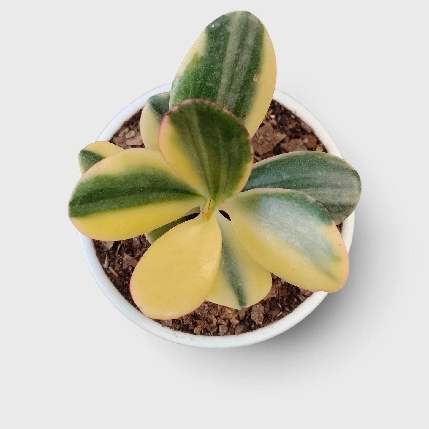 Golden Crassula Ovata Variegated Hummel's Sunset (Good Luck Vastu Plant) Jade Plant