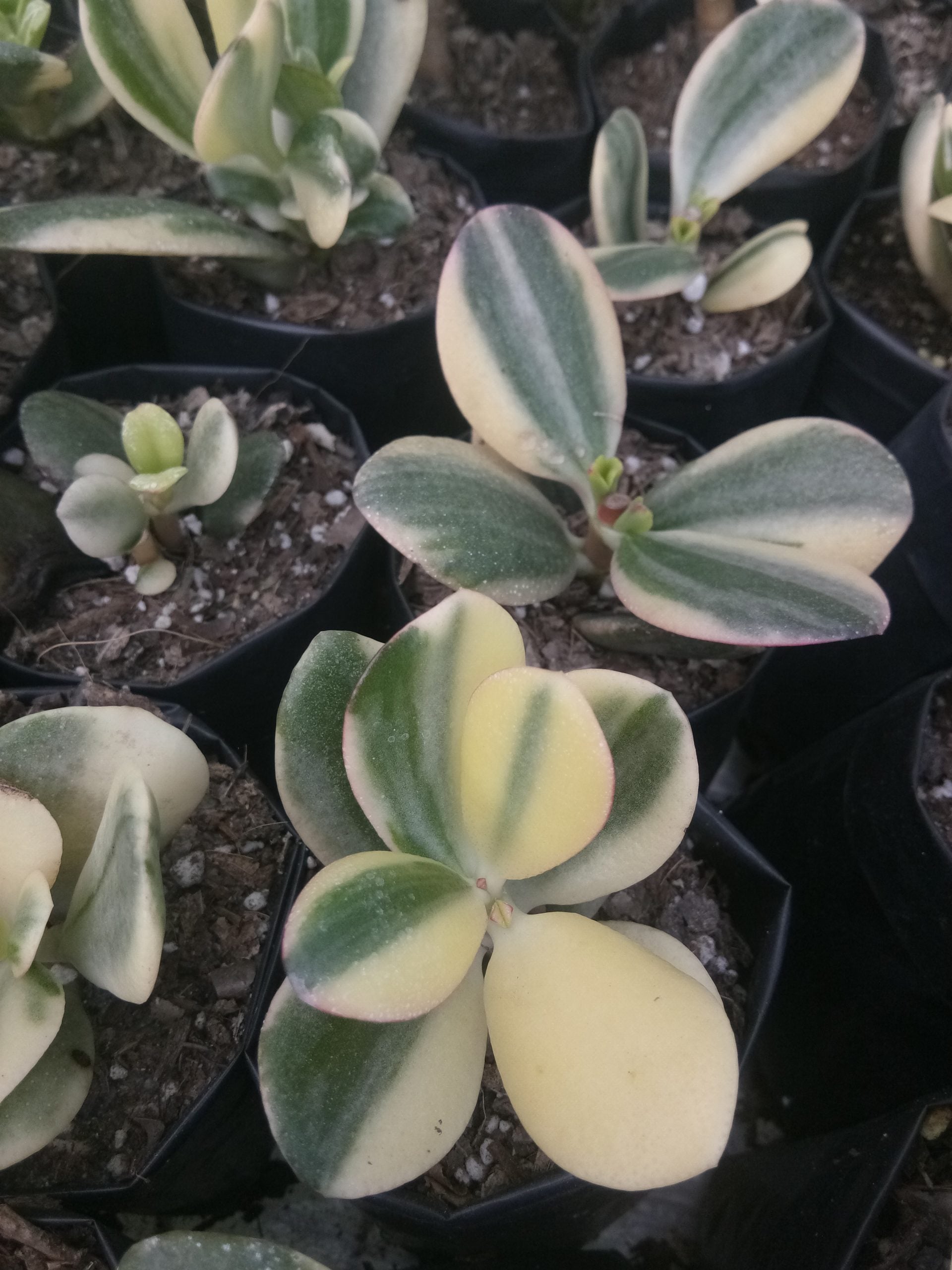 Golden Jade Plant Variegeted (Crassula Ovata Lucky Jade Plant) - Available now at Frek! - My Store