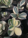 Golden Crassula Ovata Variegated Hummel's Sunset (Good Luck Vastu Plant) Jade Plant – Bare-Rooted