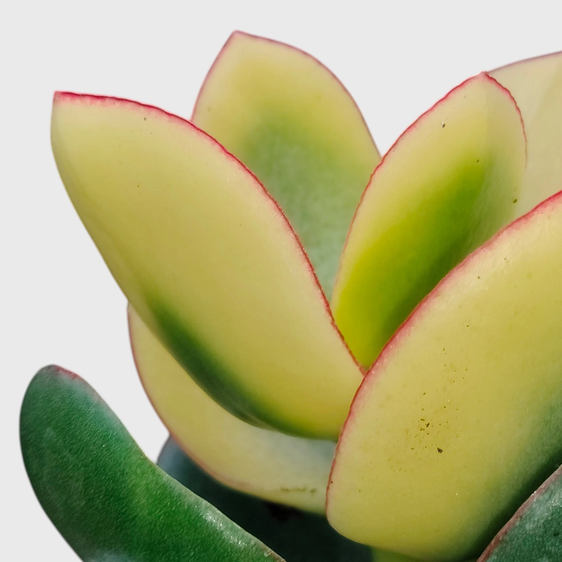 Rare Golden Crassula Ovata Maruba Variegated Tricolor | Well Rooted Mature Lucky Jade Plant