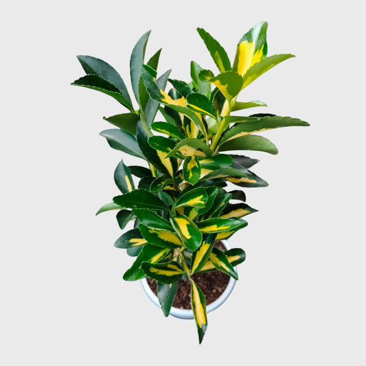Golden Euonymus Ovatus Aureus Japanese Spindle – Golden Variegated Ornamental Shrub | Evergreen Hedge & Landscape Plant | With Pot