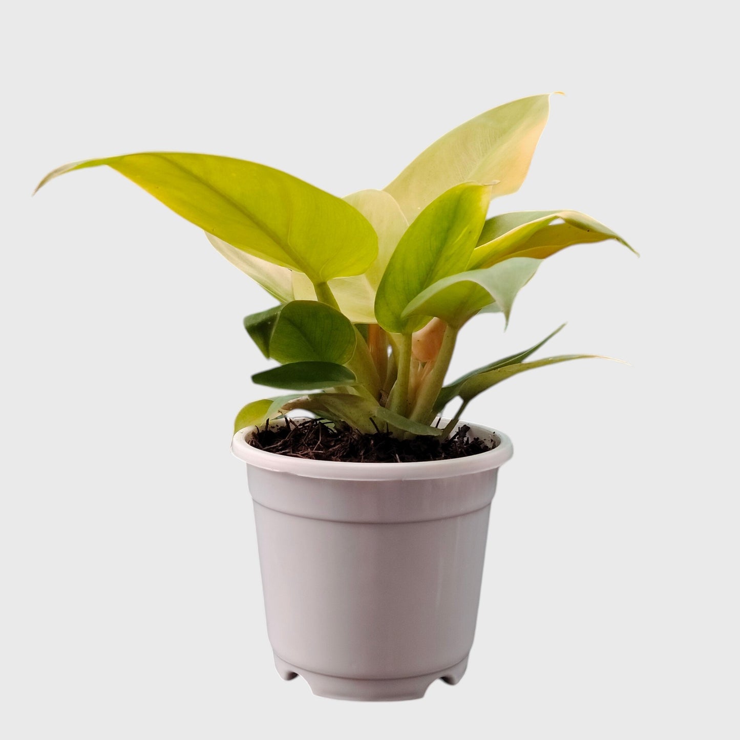 Indoor foliage plant Philodendron Golden Melinonii