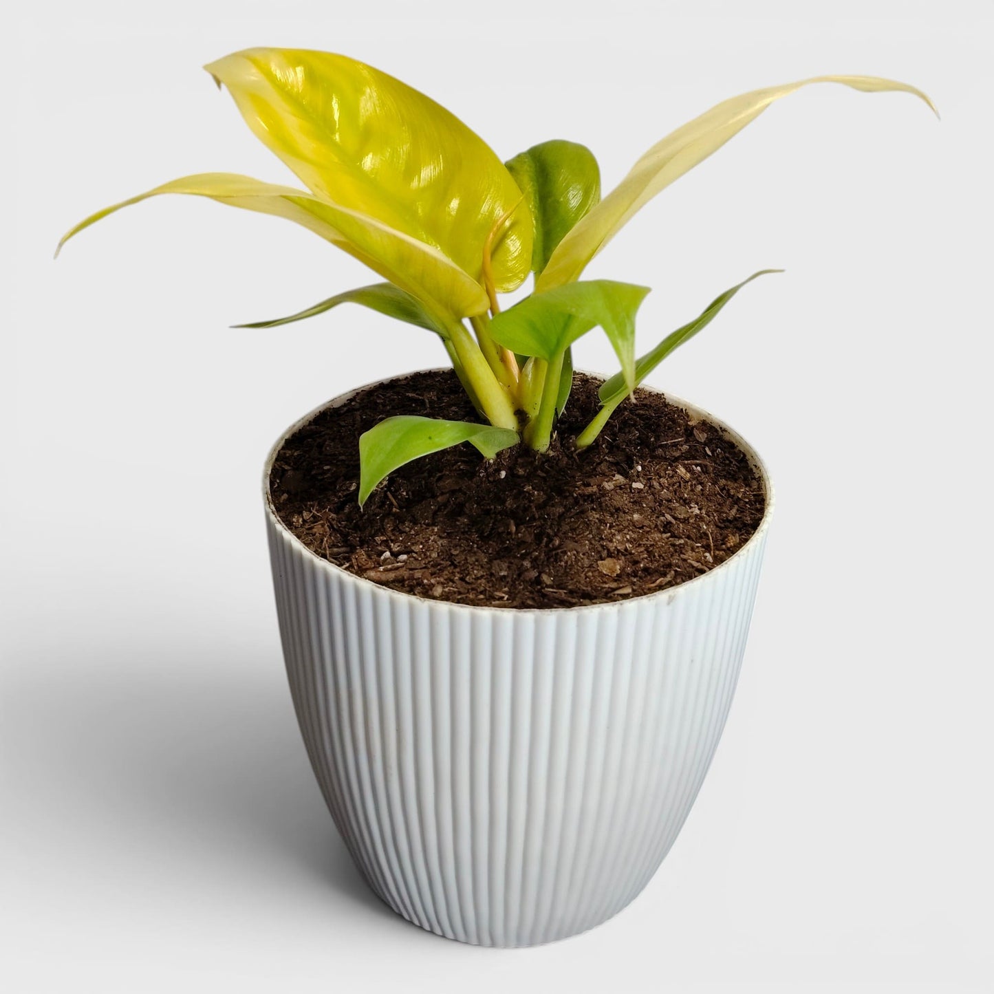 Philodendron Golden Melinonii – Rare Golden Foliage Indoor Plant