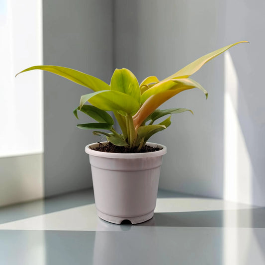 Philodendron Golden Melinonii | Rare Well Rooted Mature Golden Foliage Plant