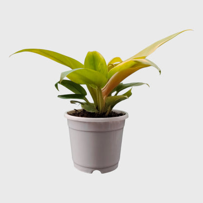 Golden foliage Philodendron Melinonii