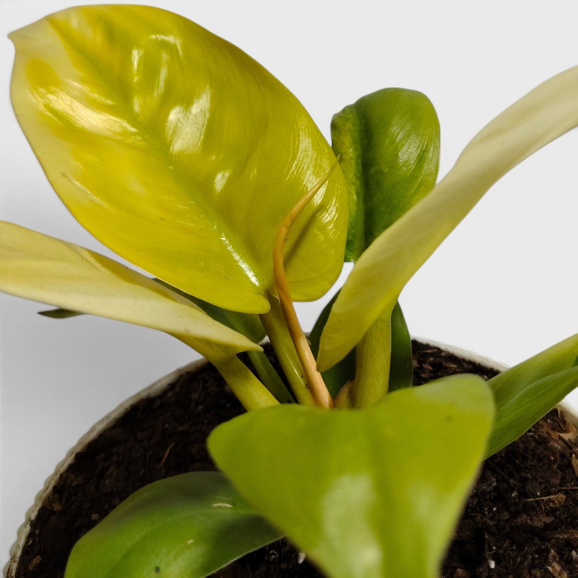 Philodendron Golden Melinonii – Rare Golden Foliage Indoor Plant