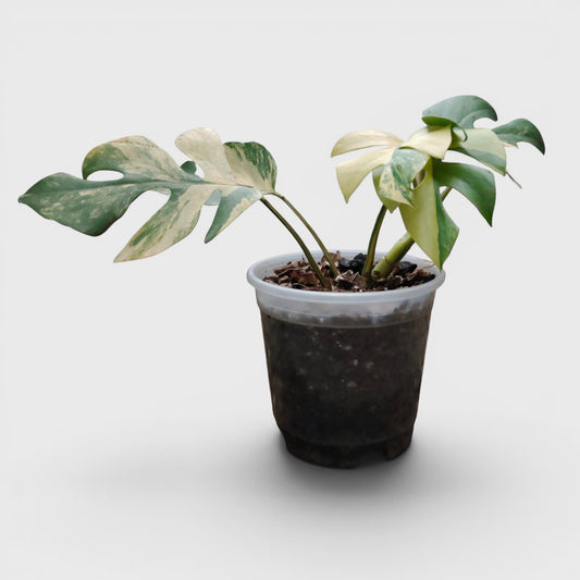 Mini Monstera Rhaphidophora Aurea Variegated (7–12 in) – Rare Collector Plant
